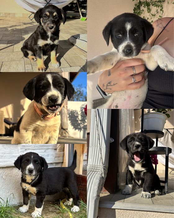 Donez cateluse talie medie