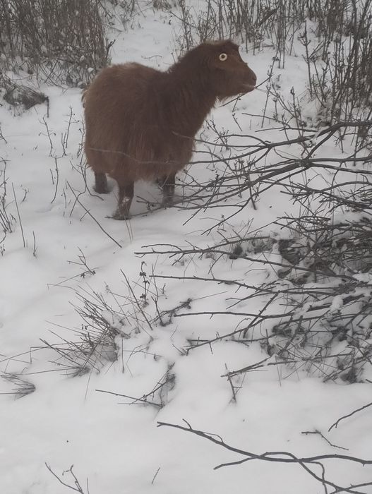 Capre de vânzare (2 capre și un țap)