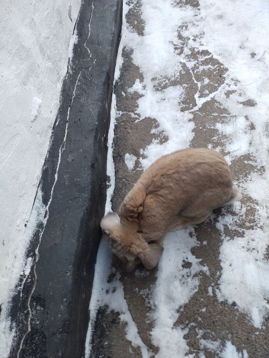 Продам кролика французский баран