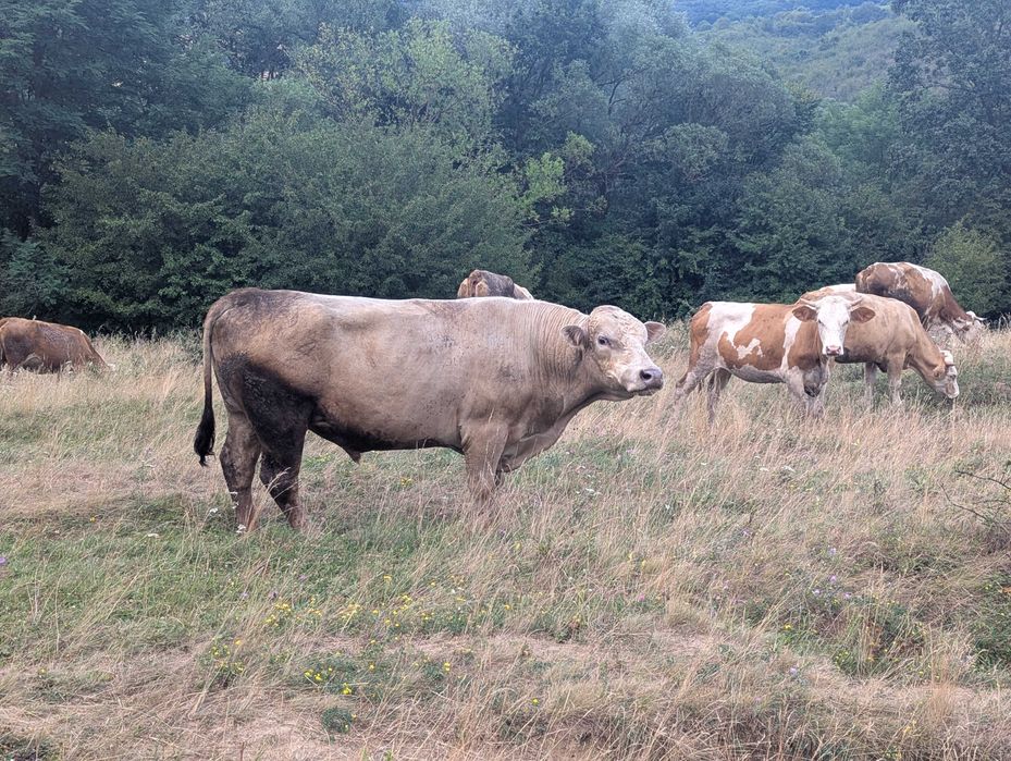 De vânzare viței, tauri, bovine și oi sănătoase! (Pelișor, Sibiu)
