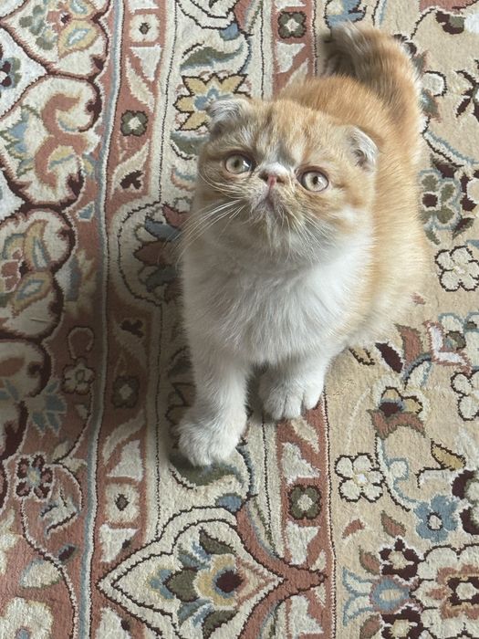 Котёнок американский экзотический короткошёрстный Flappy