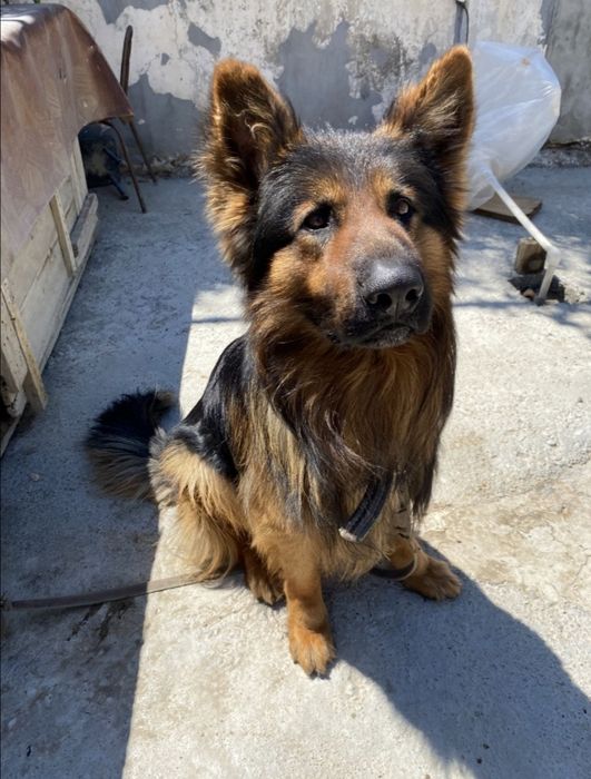 Вязка,Кабель Породистой Овчарки , Ovcharka erkak It juftlash uchun