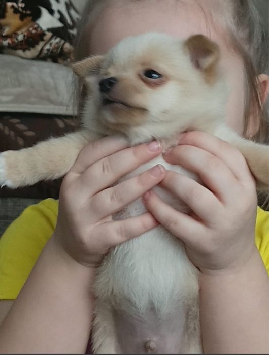 Продам щенка , порода шпиц