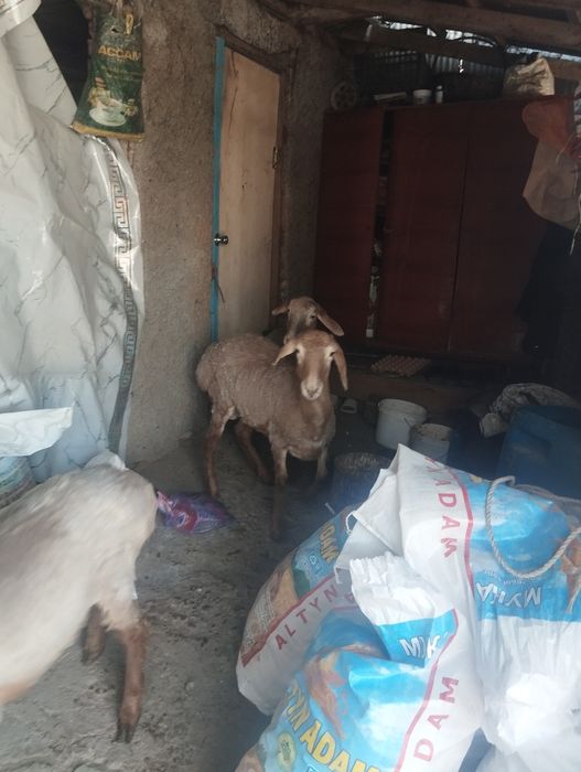 Продам гиссар  в