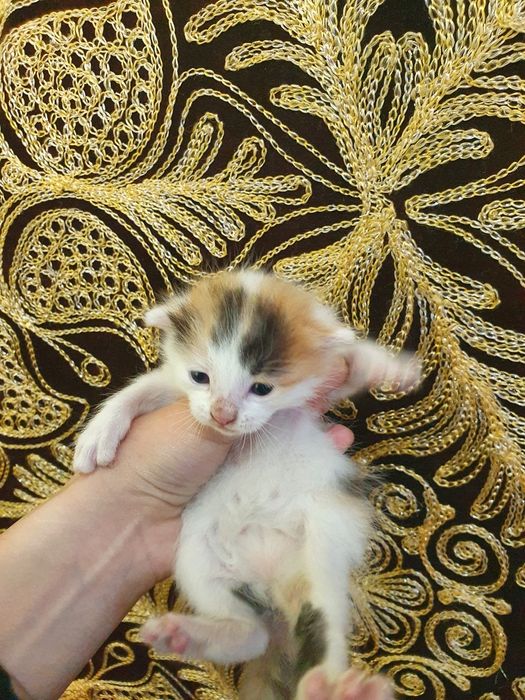 Ona mushuk va bolalari sotiladi