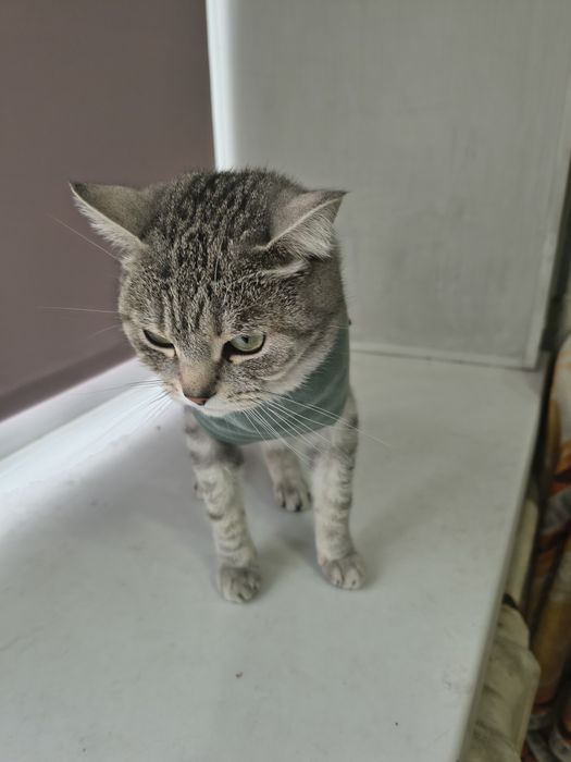 Отдам породистую кошечку