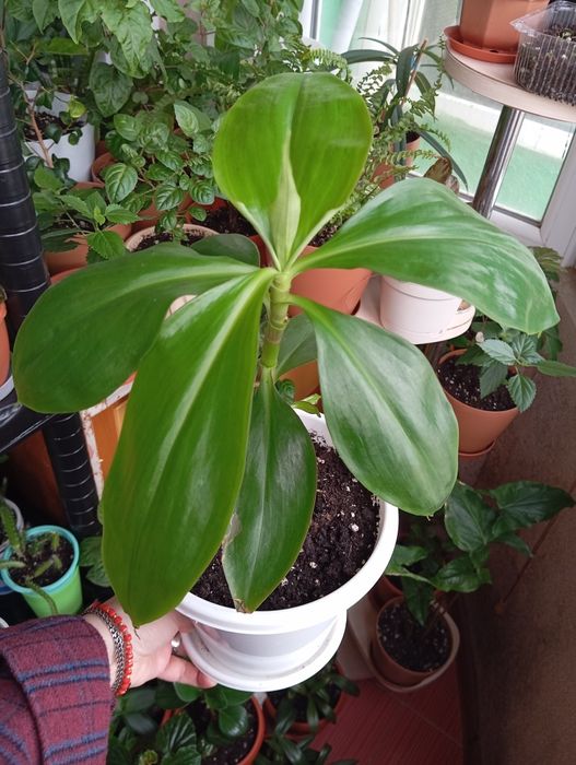 Продам цветы комнатные