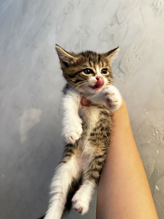 Котята ,3 мальчика 1 девочка , ходят в латок