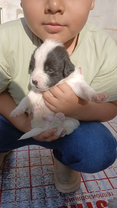 Гайир соглом кучук болалари