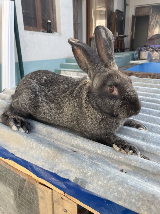 Quyon velikan toza qon