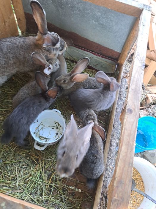 Vând iepurași  crescuți natural