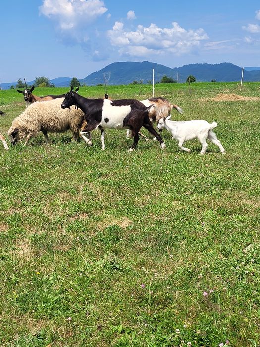 Vând oaie buna pentru tăiat