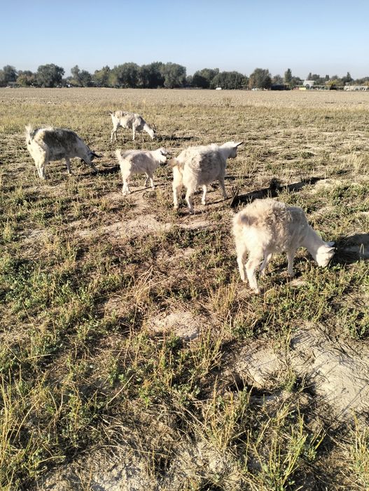 Сауынды  занен Ешкі,