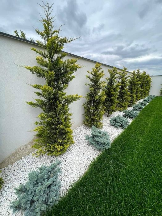 Tuia palmier chiparosi dif specii amenari gradini oriunde in tara