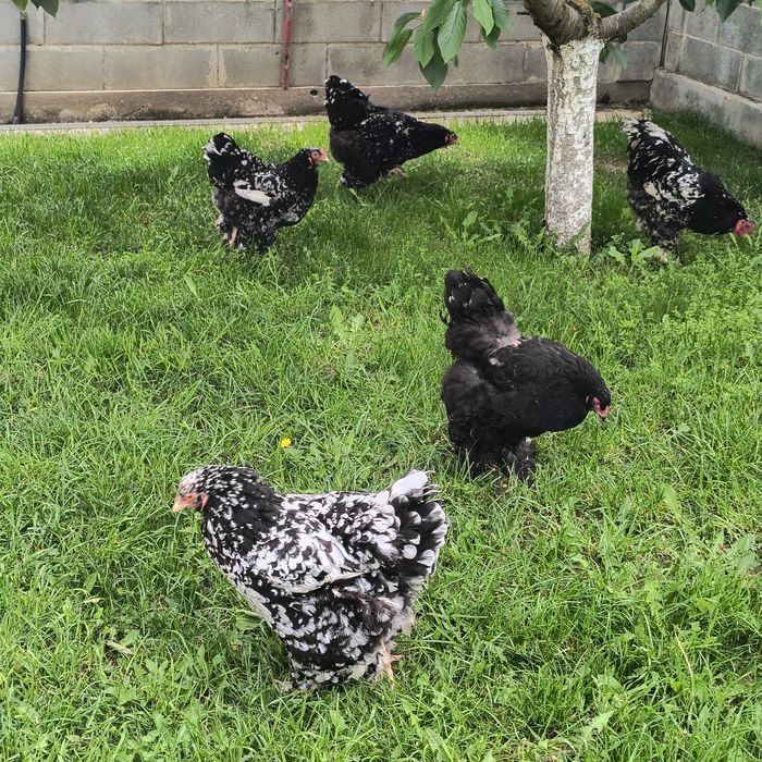 Găini brahma bobat