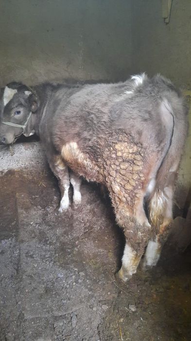 Продаётся бычок.