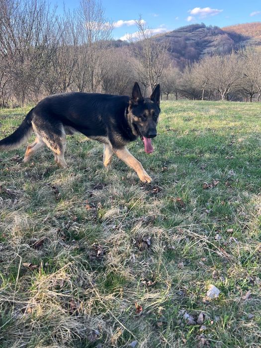 Caine Ciobanesc German