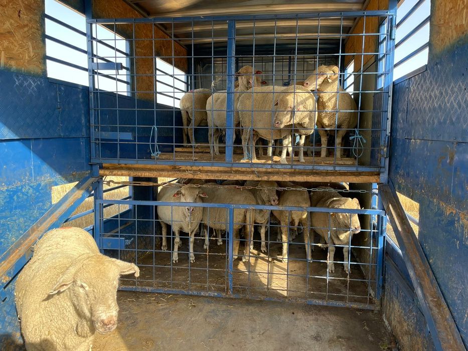 Caroserie/bena cub transport animale 2 nivele .doar cubul schimb jepp