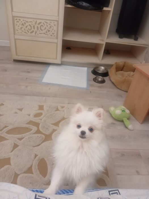 Щпиьц девочка собака