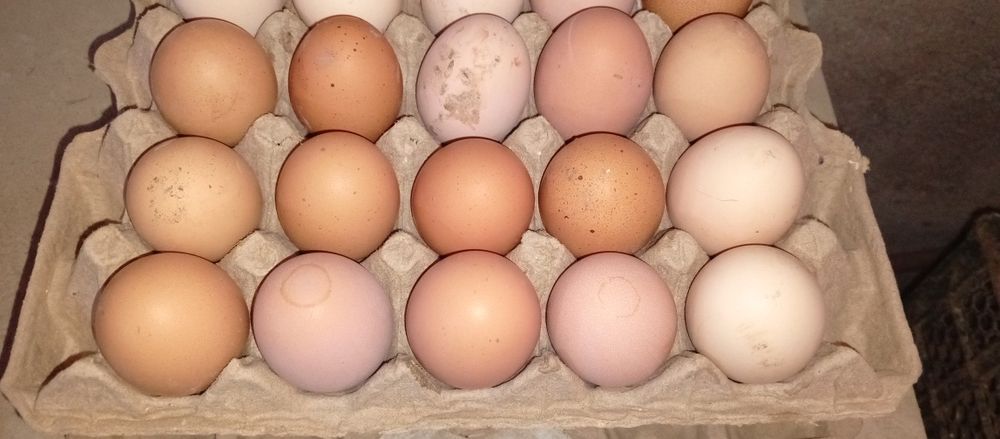 Хан хяп тухумлари сотилади