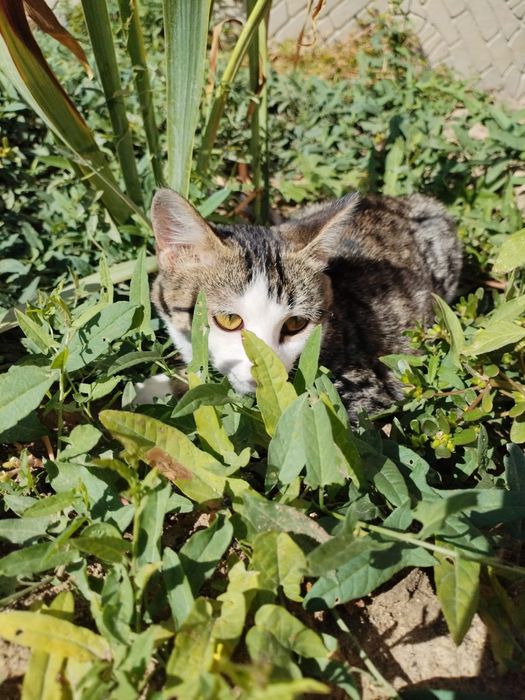 Котенок ласковая красивая