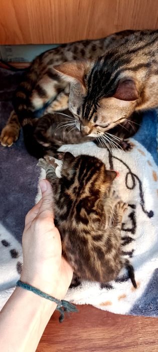 Продаются бенгалята