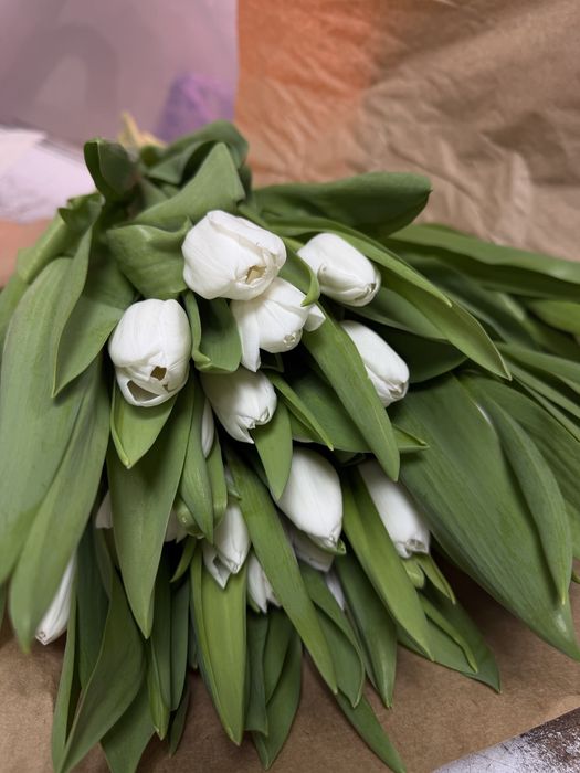 Тюльпаны 650 тенге