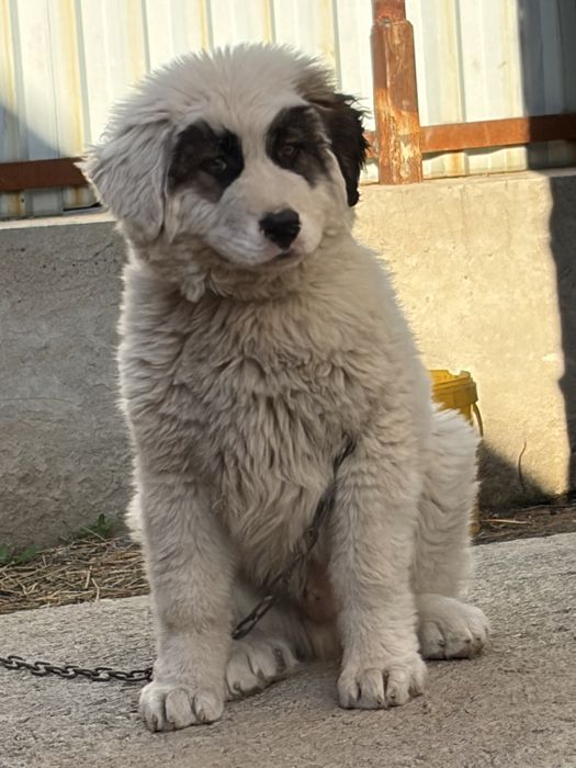 Қазақи төбет 3 айлық