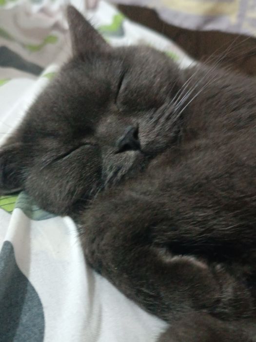 Mushukcha hadyaga beriladi. Parodasi British straight