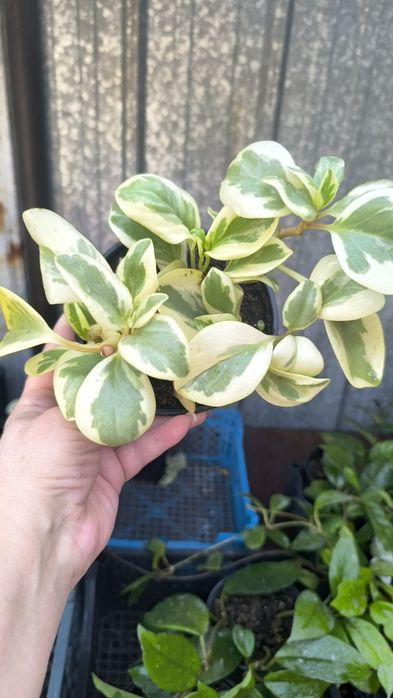 Пеперомия,, Obtipan Citrus Twist,,