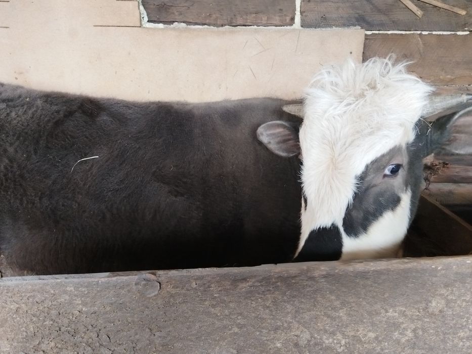 Продам быка на мясо