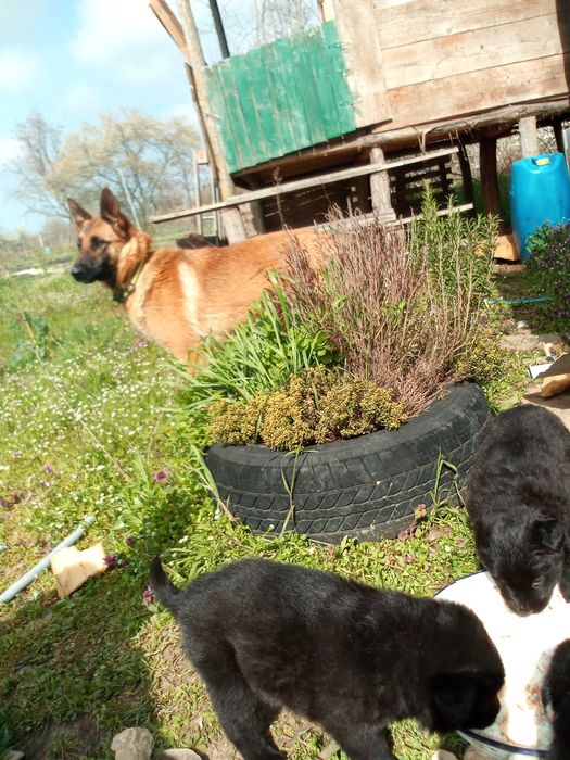 Продавам кученца