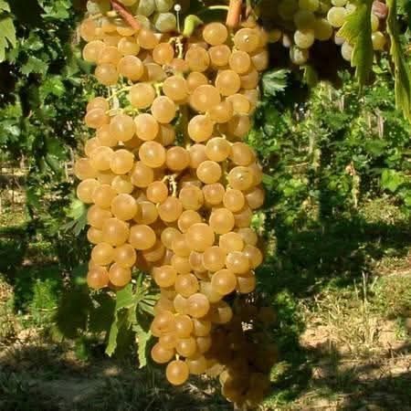 Vând butasi de vită de vie Roșca delevar căpșunica tamhiosa Hamburg Izabela la nr