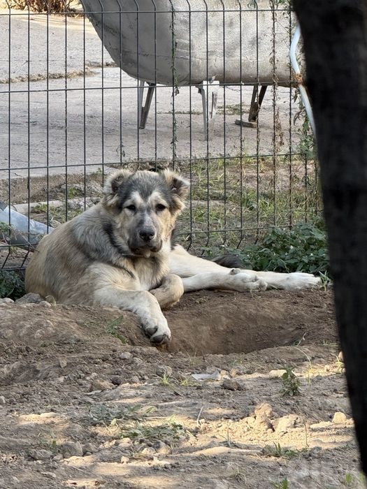Продаётся мальчик Алабай