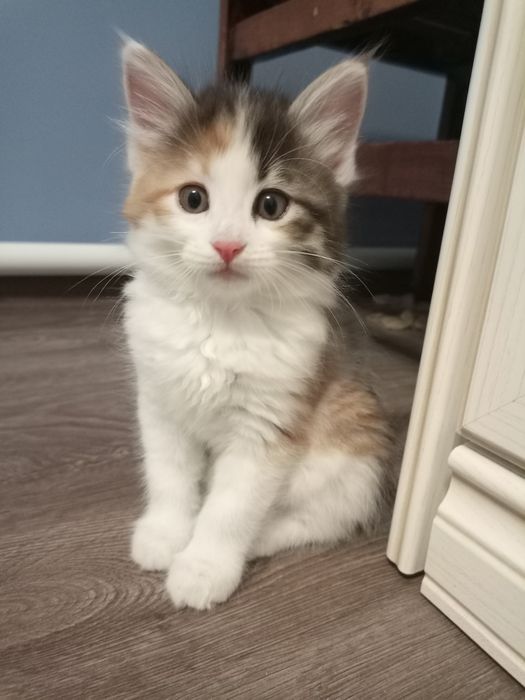 Продаются котята