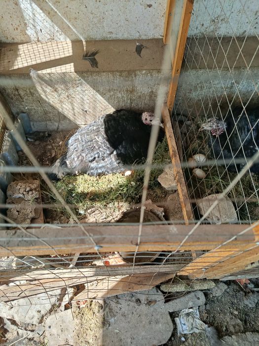 Индюшки наседки, живые инкубаторы