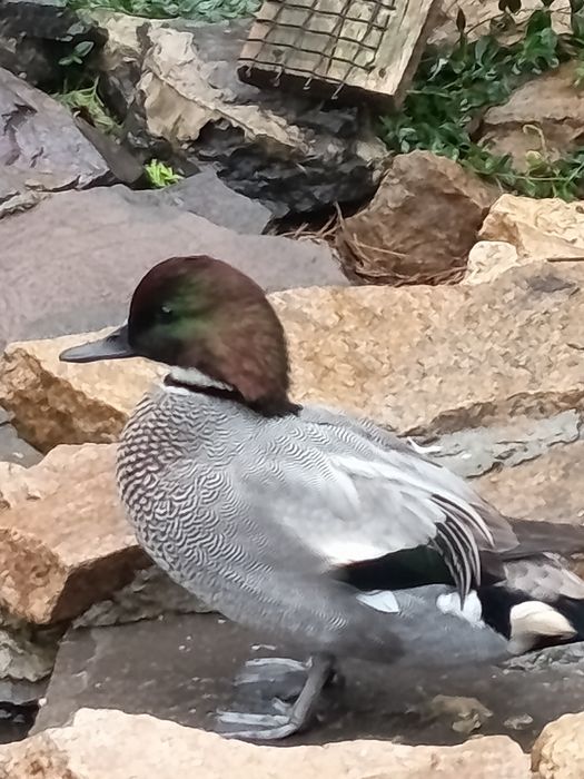 Rate exotice ,ornamentale