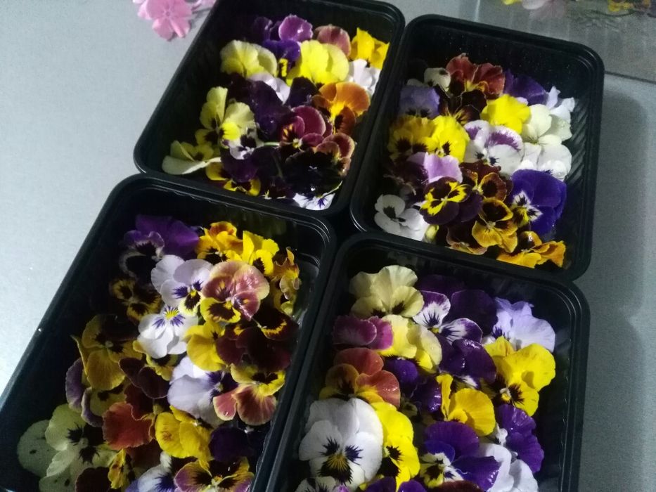 СЪЕДОБНЫЕ цветы в ассортименте