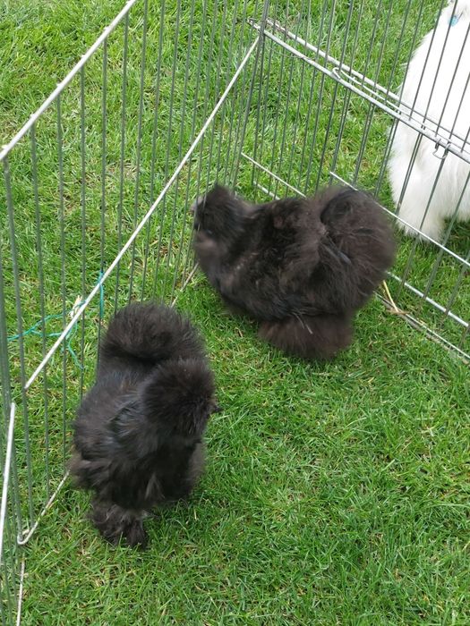 Mătase Japoneză  Albe și Colorate