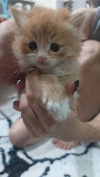 Срочно отдам красивых котят.