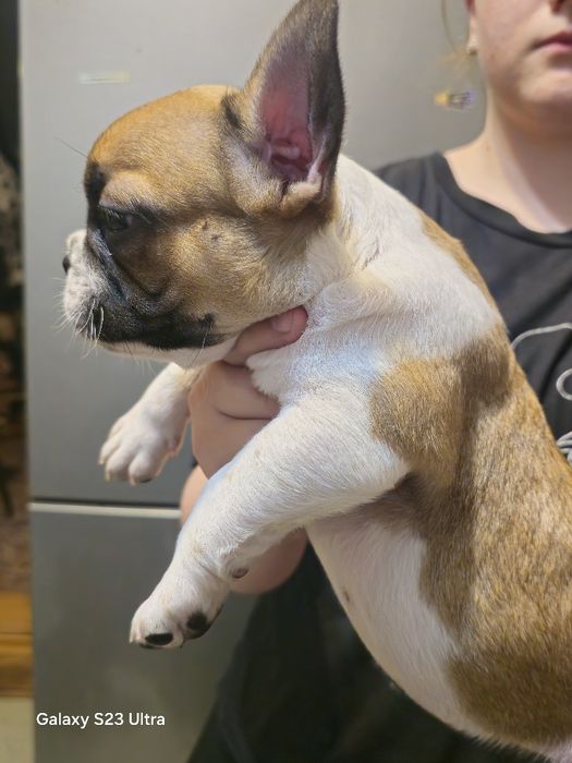 Французский бульдог