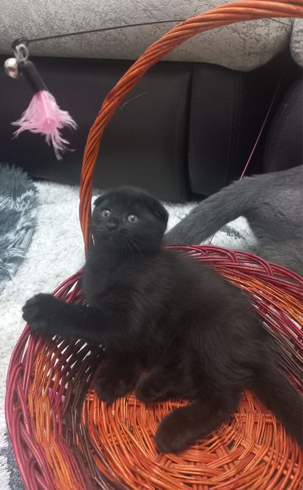 Котята шотландские