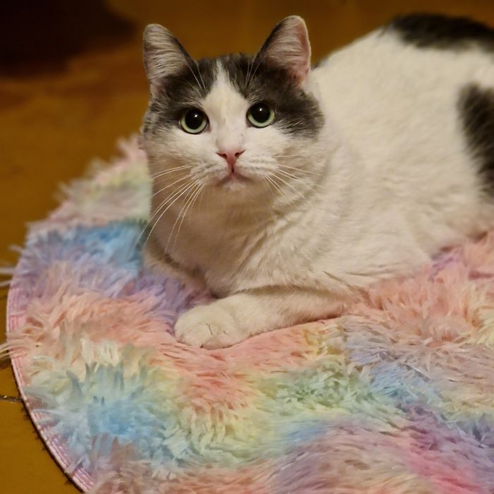 Котик Яша, переживший предательство
