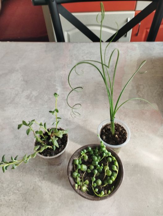 . Кактусы и суккуленты