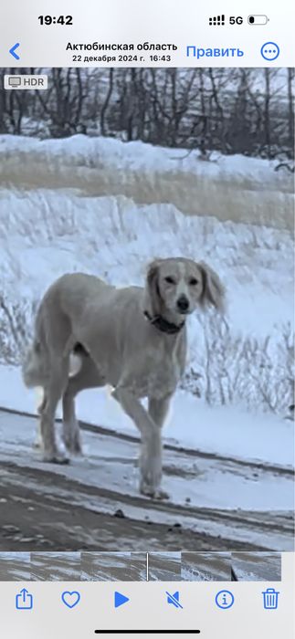 пропала тазы, тазы жоғалды