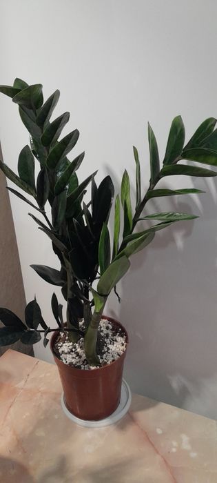 Долларовое дерево Равен