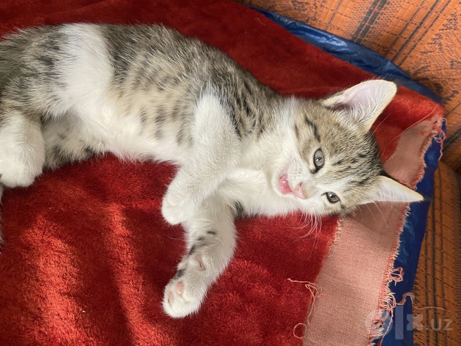 Отдам котят в хорошие руки