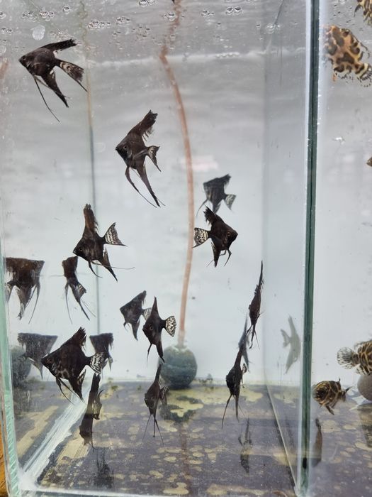 Скалярия черный бархат вуаль