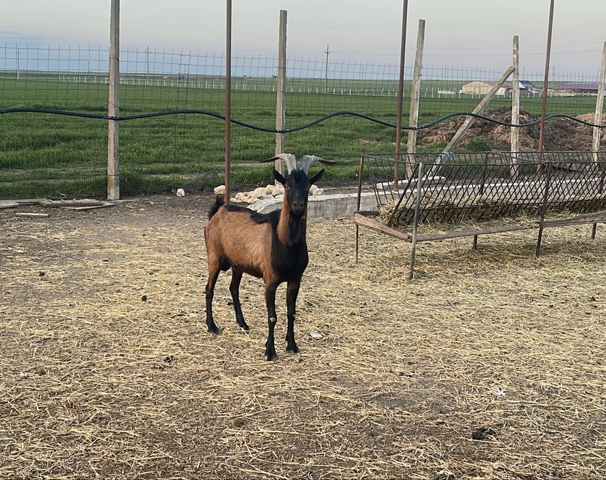 Vand sau schimb tap alpin francez.