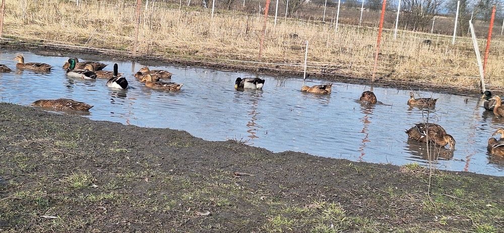 Oua rata Rouen pentru incubat